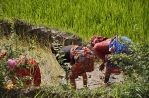 Haryana emerged as the highest rice producer in spite of less rain