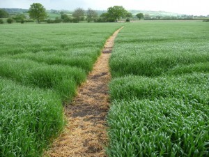 Crops worth Rs. 893.93 crores lost in MP