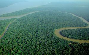 Tropical forests could survive global warming