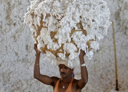 Cotton Surplus May Spell Doom For Farmers In India