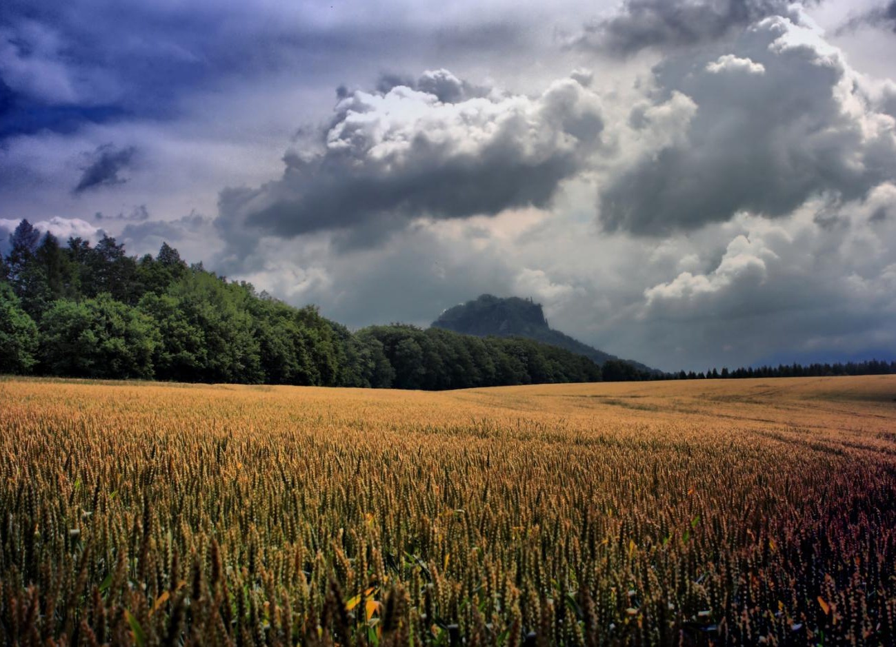 Rain in March to pour woes for mustard, wheat production 
