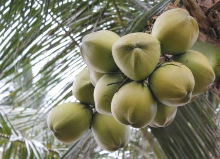 Coconut Production In India
