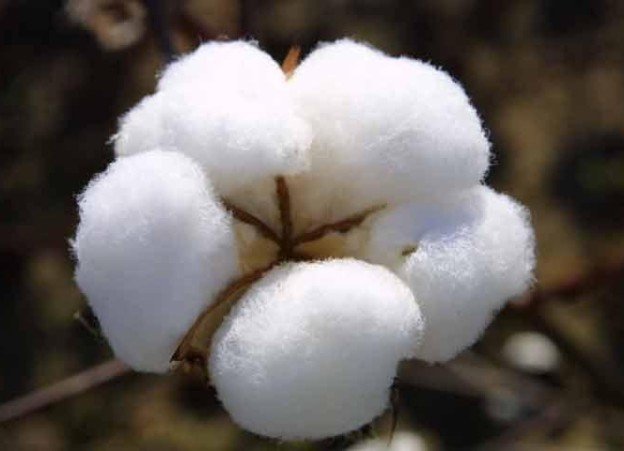 Bt Cotton