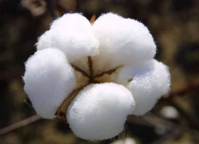 The Bt cotton controversy | Skymet Weather Services