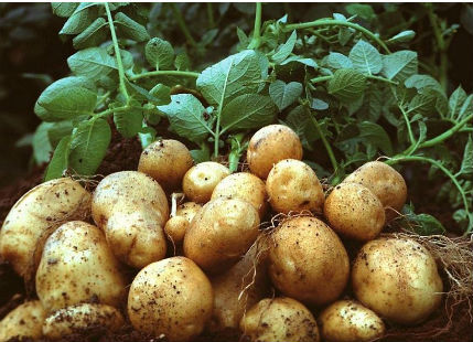 Potato crop in uttar pradesh