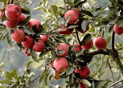 apple orchard in Kashmir