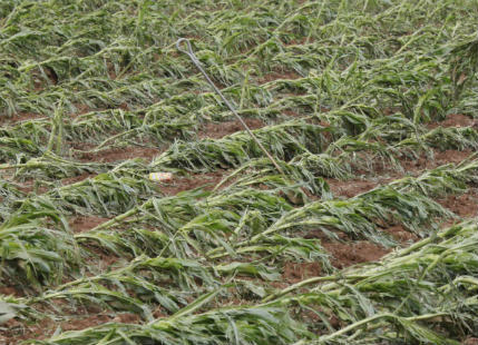 Hailstorms and Heavy Rain in Nashik Cause Crop Damage