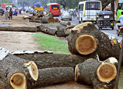 Ghaziabad Highway Widening Trees Axed