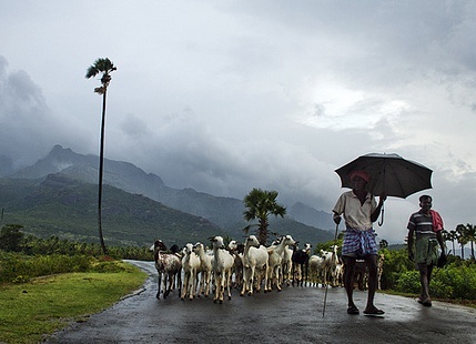 Rain in Tamil Nadu