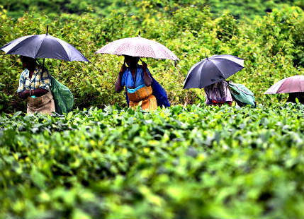 Rain in Assam