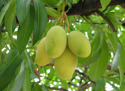 mango crop damage