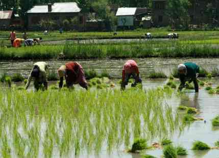 Normal Monsoon to boost Kharif production