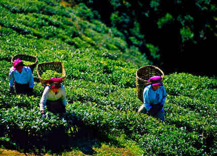 Tea Industry India Challenges