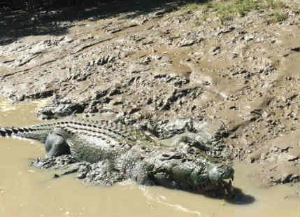 Godzilla El-Nino may kill Crocodiles in Australia