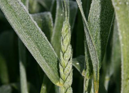 Hindi Frost Alert in North India threatens rabi crops | Skymet Weather
