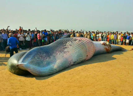 dead whale at Mumbai's Juhu beach
