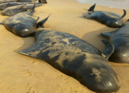 Scores of whales stranded on Tamil Nadu coast, 45 dead