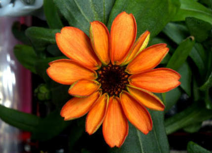 NASA Astronaut shares image of first flower grown in space