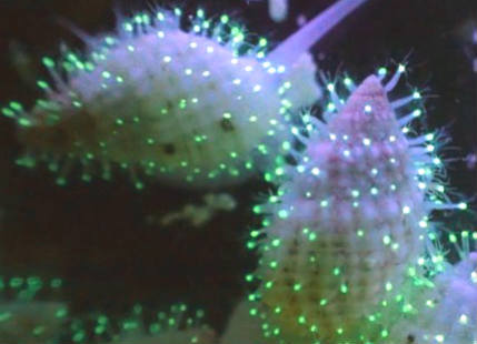 Nature’s Basket: Glowing creatures discovered in Red Sea