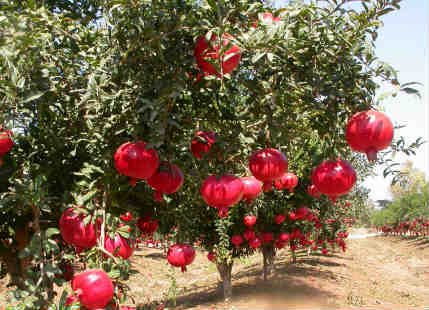 Pomegranate-Farming