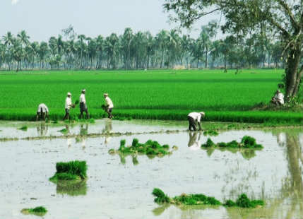 AP rice production