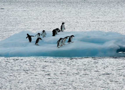 Antarctica’s icy doors at high risk of melting, seas at risk
