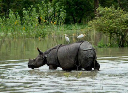 Rhino in flood