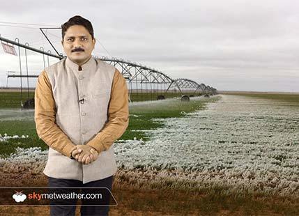 Chilly Weather and Ground frost affecting crops across Haryana and Punjab