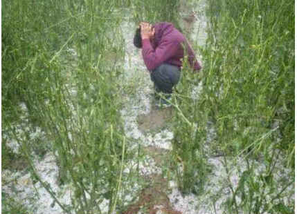 Hailstorm in Haryana, Punjab, Rajasthan, MP