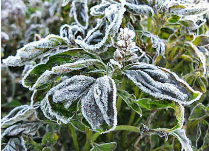 Threat of crop damage looms large as frost covers Northwest India