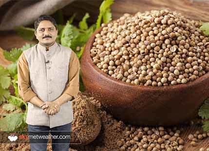 Coriander seed prices decreasing amid new crop arrival