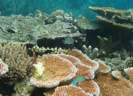 Great Barrier Reef under threat due to coal dust leak