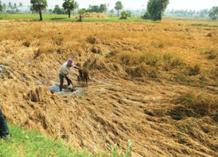 Standing crops in Madhya Pradesh damaged due to hailstorm