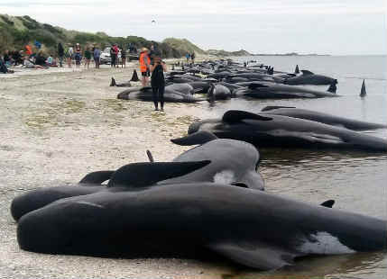More than 400 Whales left stranded on New Zealand beach