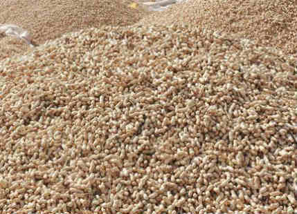 groundnut production in Telangana