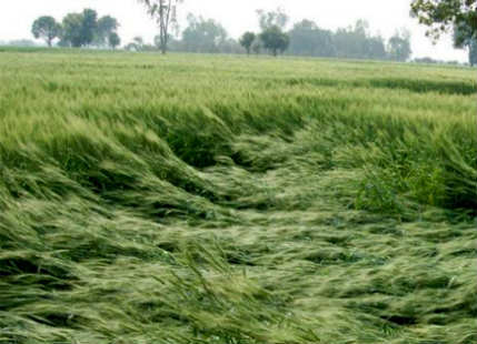 Crop damage in Rajasthan