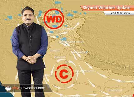 Weather Forecast for March 2: Due to spells of rains in Punjab, wheat production may drop