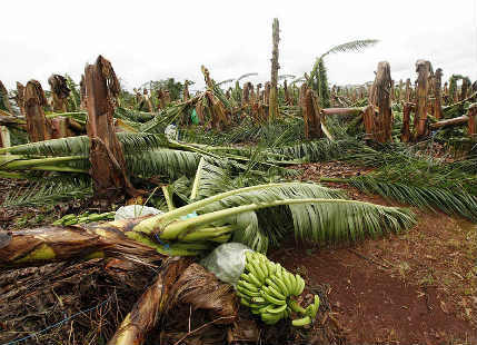 Thunderstorm, strong winds damage banana plantations in Telangana