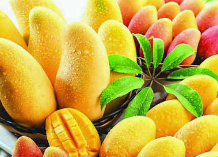Indian Mango export