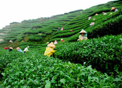 Tea production in Assam