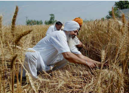 Wheat crop in Punjab