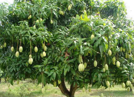 Dushehari Mango in malihabad