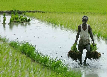 Paddy crop in India Civilsdaily 429