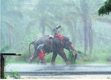 rain-in-kerala
