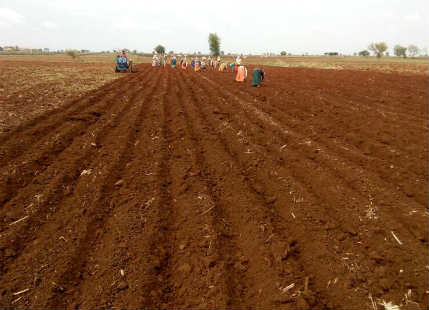Andhra Kharif sowing