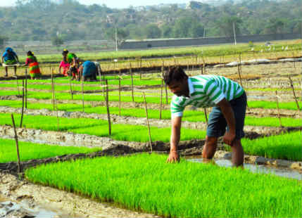 Paddy sowing in Bihar