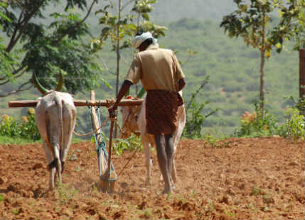 Marathwada farmer