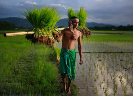 Paddy sowing in India