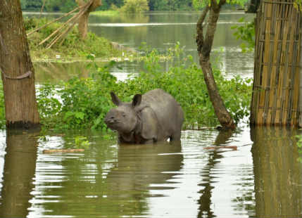 Over 300 animals dead in Kaziranga National Park after two successive Assam floods