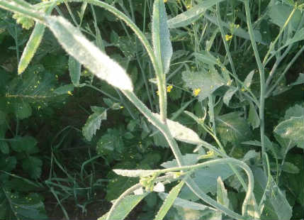 Frost in Sri Ganganagar, Rajasthan damages Mustard Crops, situation to improve